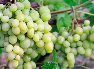 Виноград «Кеша»: описание сорта, фото и отзывы