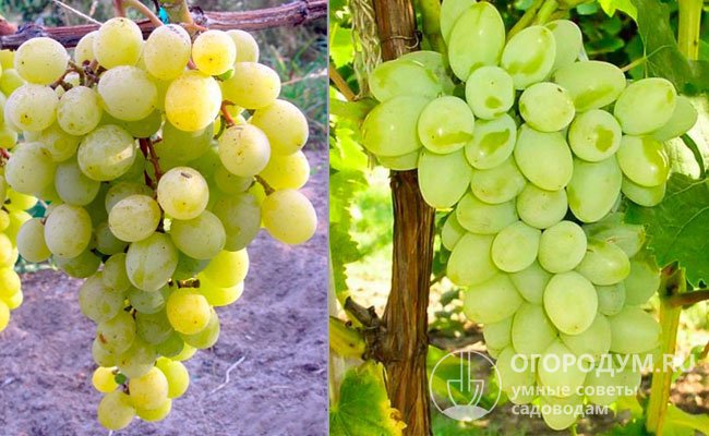 «Фрумоаса Албэ» (на фото слева) и «Восторг» (справа) – сорта винограда, послужившие родительскими формами