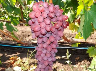 Виноград «Кишмиш лучистый»: описание сорта, фото и отзывы