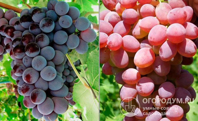 Сорта винограда, послужившие родительскими формами: «Кардинал» (слева) и «Кишмиш розовый» (справа)