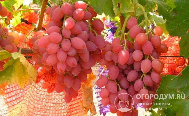 Виноградари-любители ценят в первую очередь товарные и вкусовые качества плодов