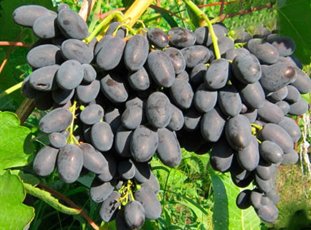 Виноград «Кодрянка»: описание сорта, фото и отзывы