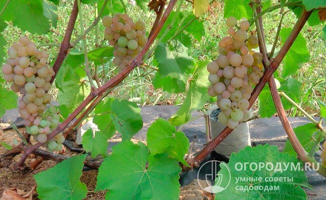 Главными преимуществами считают высокую зимостойкость и устойчивость к распространенным заболеваниям виноградной лозы