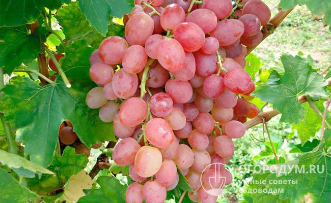 Виноград Ливия - сорт, характеризующийся особыми внешними и вкусовыми качествами