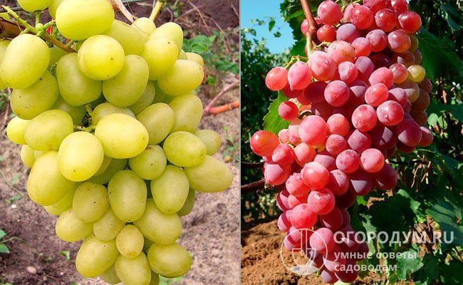 На фото – сорта винограда, послужившие родительскими формами: «Аркадия» (слева) и «Фламинго» (справа)