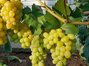 Виноград «Лора»: описание сорта, фото и отзывы