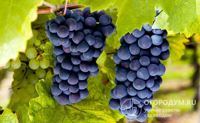 Сорт винограда «Молдова» (на фото) отличается красивыми гроздями и приятным вкусом «синих» ягод