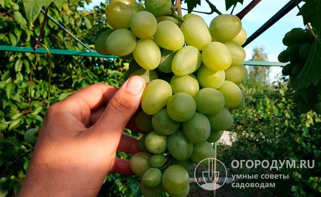 Сорт винограда «Монарх» (на фото) успешно выращивается в приусадебных хозяйствах самых разных регионов России