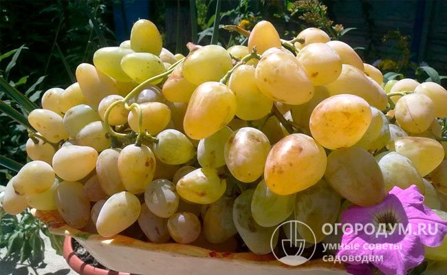 Виноград Монарх: описание сорта, фото, отзывы садоводов, видео