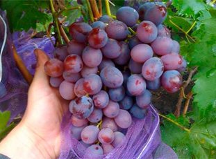 Виноград «Низина»: описание сорта, фото и отзывы