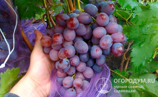 Виноград «Низина» (на фото) включен в число 12 перспективных для Евразии столовых сортов