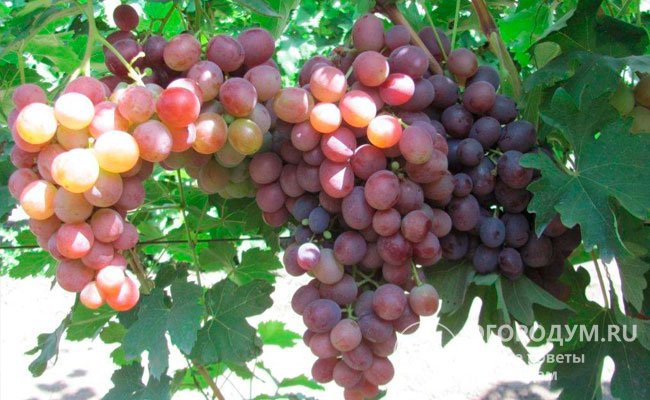 Плодоносных побегов от 60 до 80%, в среднем нагрузка на каждый составляет 1,1-1,4 грозди