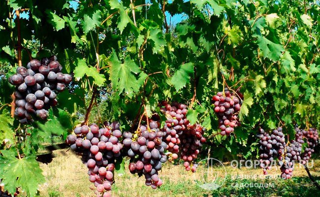 Рекордный урожай винограда сорта «Низина» в Предгорной зоне Кубани составил 23,2 т/га