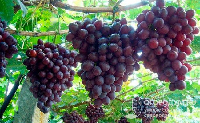 Основными преимуществами считают высокую урожайность и нарядный вид гроздей