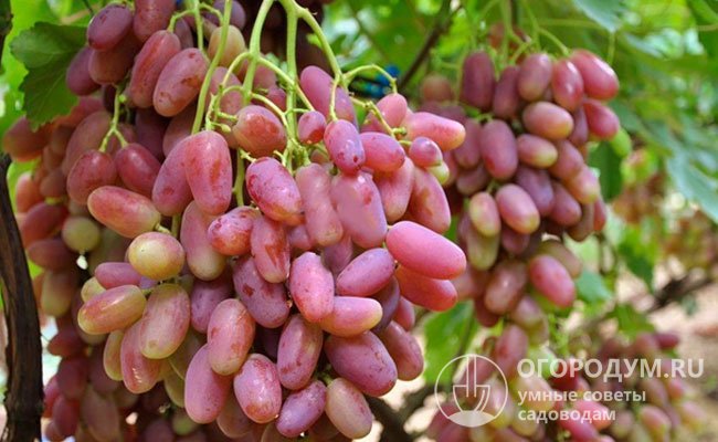 Виноград «Преображение» (на фото) благодаря своей высокой урожайности и вкусовым качествам ягод включен в число 12 перспективных для Евразии столовых сортов