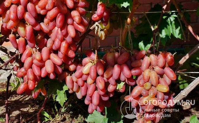 Урожай в размере 33,3 т/га зафиксирован на опытных участках Центральной зоны Кубани