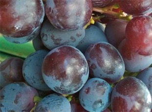Виноград «Рошфор»: описание сорта, фото и отзывы