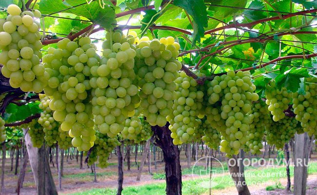 Урожай винограда сорта «Цитрин» в Центральной зоне Кубани составил 18 т/га