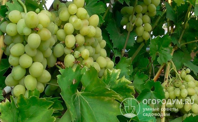 Виноград «Тимур» (на фото) садоводы высоко ценят за эффектные вкусные ягоды и очень ранние сроки созревания