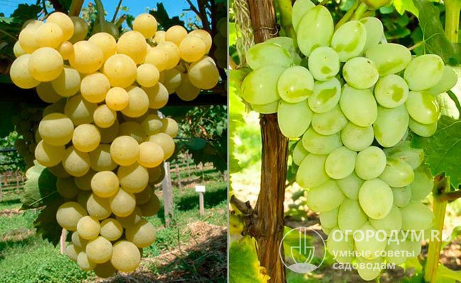 «Фрумоаса Албэ» (на фото слева) и «Восторг» (справа) – сорта винограда, послужившие родительскими формами