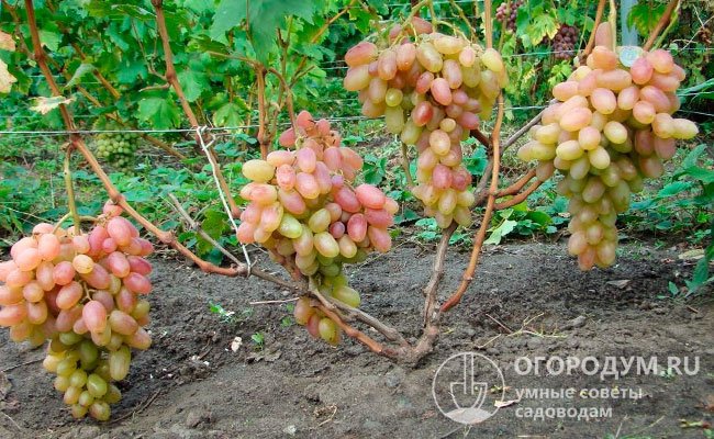 Виноград «Тимур розовый» (на фото) – один из наиболее популярных потомков гибрида