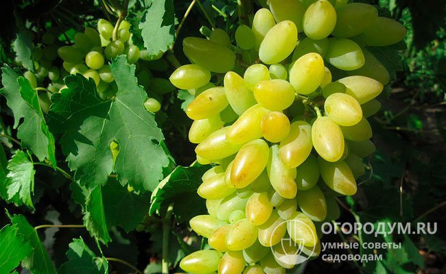 Виноград Тимур: описание сорта, фото, отзывы, видео