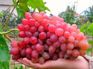 Виноград «Велес»: описание сорта, фото и отзывы