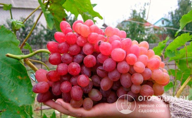 Виноград «Велес» (на фото) отличается гигантскими нарядными гроздями с бессемянными сладкими ягодами мускатного вкуса