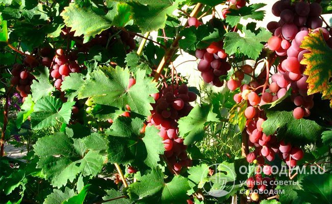 Виноград «Виктория» (на фото) отличается ранними сроками созревания и приятным мускатным вкусом ягод