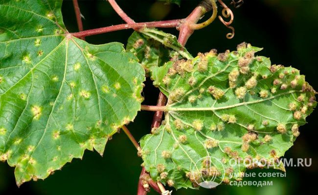 Листья винограда, пораженные филлоксерой (виноградной тлей) – одним из самых распространенных вредителей культуры