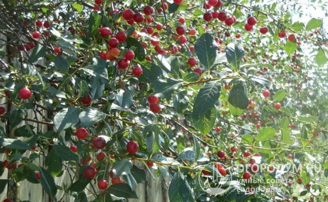 «Брусницына» ценится за высокую устойчивость к неблагоприятным погодно-климатическим условиям и стабильную урожайность