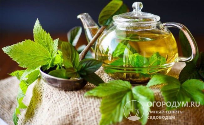 Свежие или высушенные листья часто используют в качестве натурального ароматизатора в чаях, овощных и фруктовых маринадах