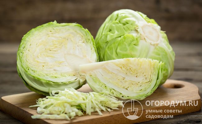 Среди видового многообразия именно капуста белокочанная по праву считается традиционным русским овощем, из которого можно приготовить несколько сотен блюд