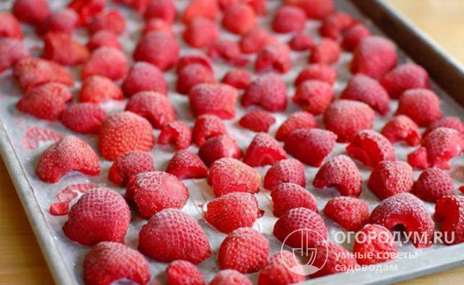 Цельные или нарезанные кусочками ягоды сначала подмораживают на листе, а затем складывают в емкость для хранения