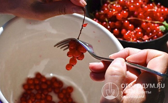 Чтобы не мять ягоды, некоторые хозяйки отделяют их от веточек с помощью вилки