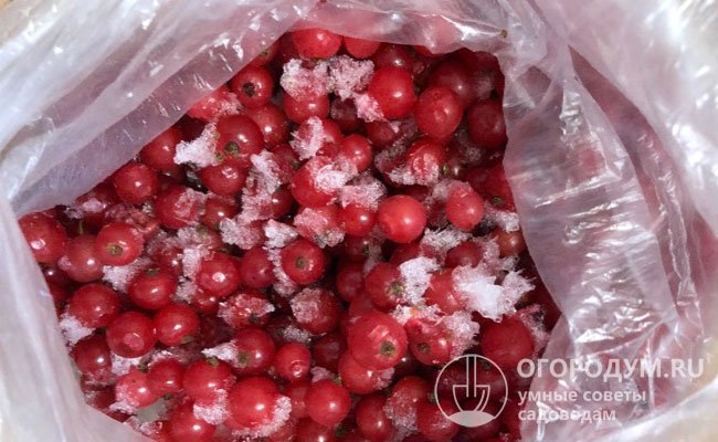 Важно чтобы ягодки были абсолютно сухими, поскольку в процессе заморозки вода превратится в лед, который может повредить нежную кожицу