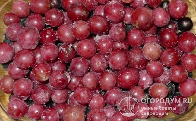 Правильно замороженные ягоды теряют лишь около 10% витаминно-минерального запаса