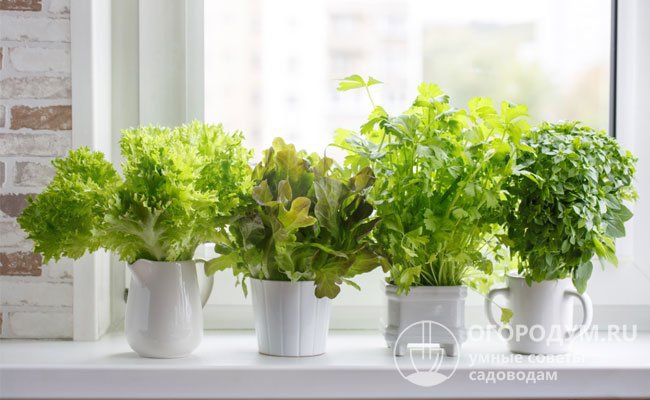Многие разновидности листовых овощей хорошо подходят для выращивания в домашних условиях