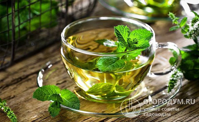 Мятный чай улучшает аппетит, успокаивает головную боль, применяется при хрипоте, осиплости голоса, воспалении верхних дыхательных путей и бронхите
