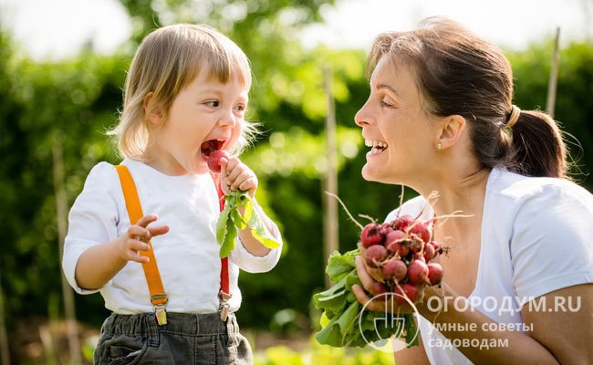 Домашний корнеплод со своей грядки смело дают детям с 1,5-2 лет при отсутствии аллергий и проблем с ЖКТ