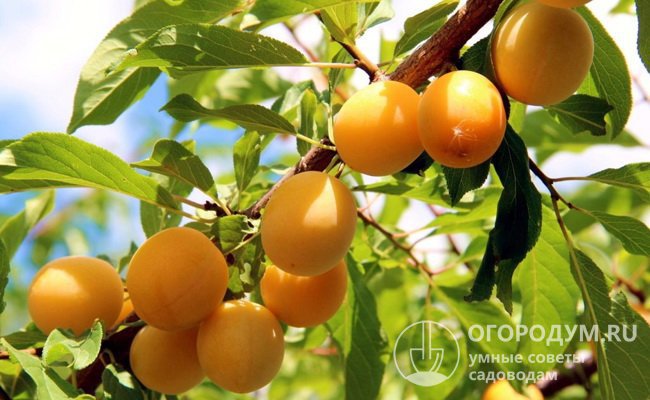 Для заготовок советуют выбирать спелые плотные плоды, снятые с дерева и не имеющие повреждений, как на фото