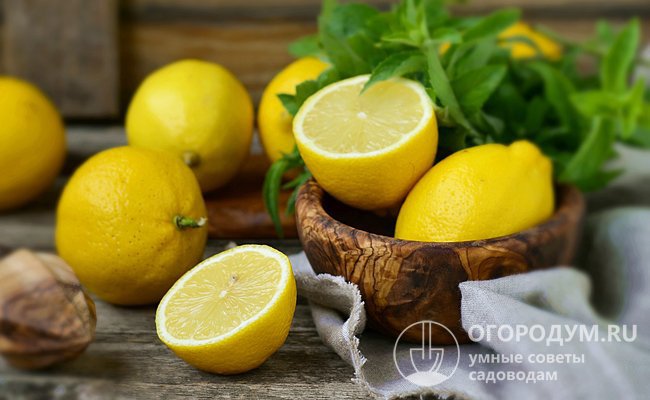 Для варенья берут спелые лимоны с ярко-желтой тонкой кожицей, имеющие сочную, но плотную мякоть, как на фото