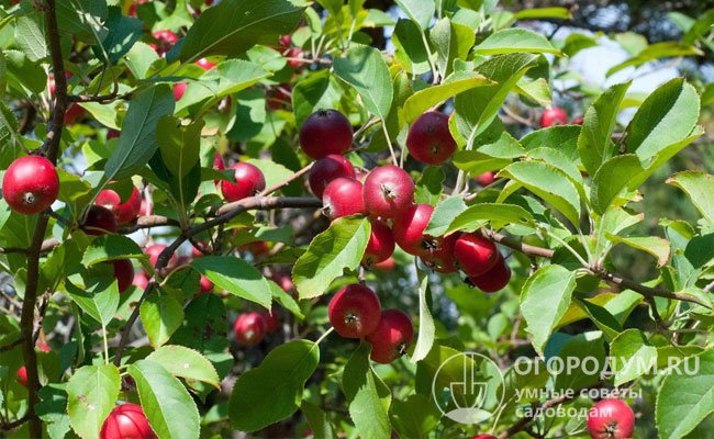 Спелые плоды яблони «Недзвецкого»