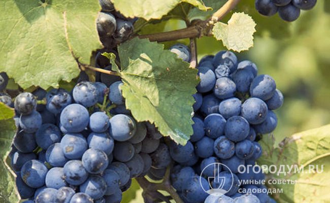 На фото – спелые плоды винограда, подходящие для приготовления варенья