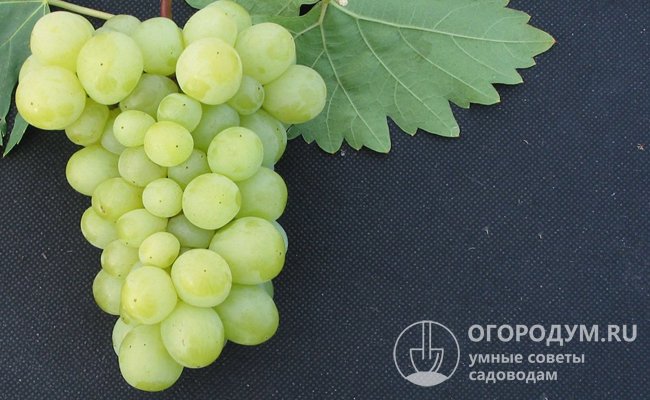 Для заготовок рекомендуют отбирать свежесрезанные кисти винограда с зелеными гребненожками и целыми ягодами, как на фото