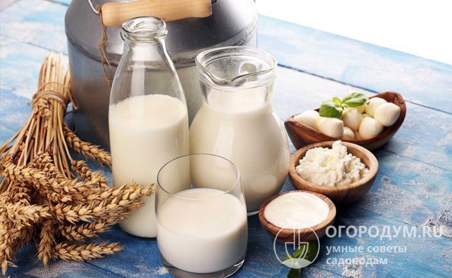 Жирность молока альпиек – до 3,5%, содержание белка – 2,9-3,0%