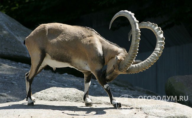 Одним из прародителей породы считается ибекс – горный козел-скалолаз, распространенный в Альпах на высоте до 3500 метров над уровнем моря