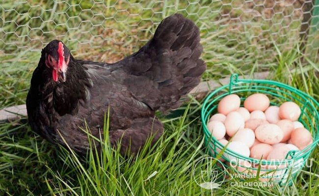 Зафиксированный рекорд – 364 яйца в год от одной несушки