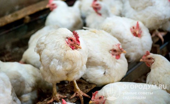 М'ясо та яйця птахів з ознаками небезпечних захворювань категорично заборонено вживати у їжу