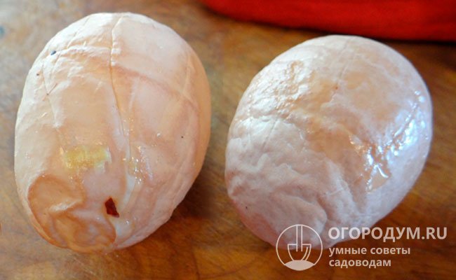 Захворілі несушки можуть відкладати деформовані яйця з порушеною структурою шкаралупи